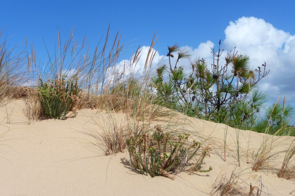 Beach nature landscape
