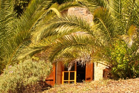 Still life palm trees house