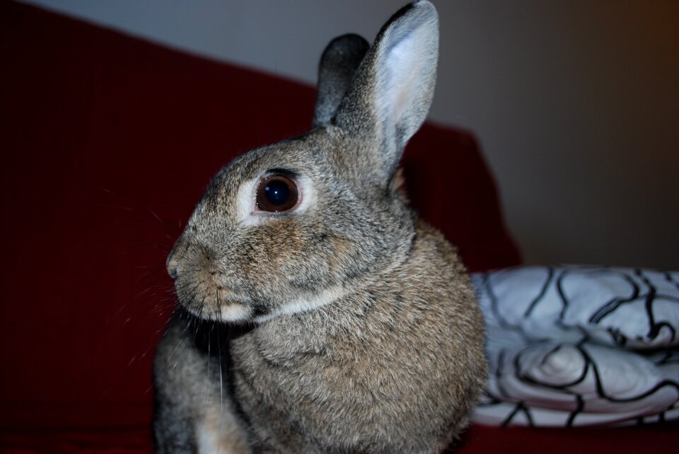 Rabbit pets portrait