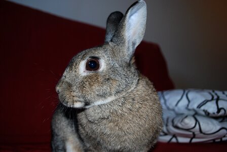 Rabbit pets portrait