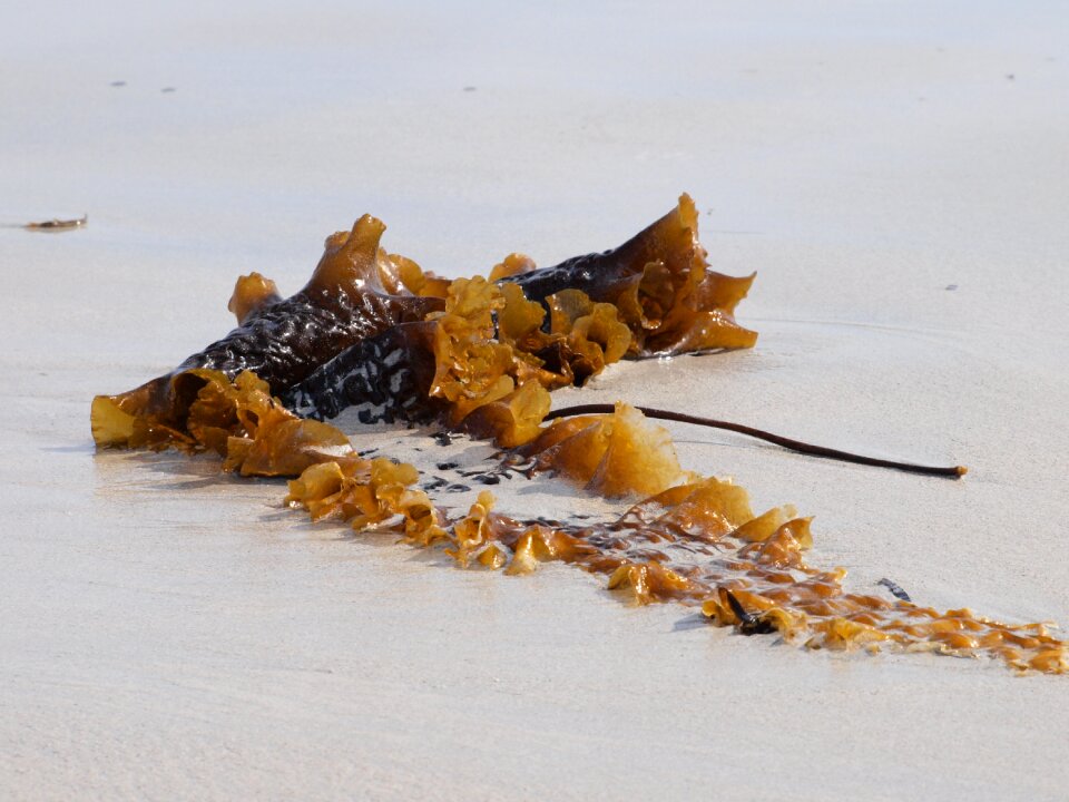 Beach coast flotsam