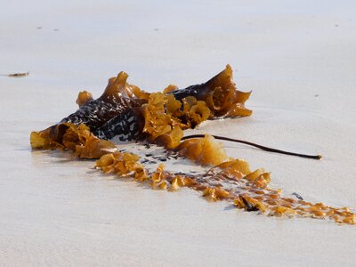 Beach coast flotsam photo