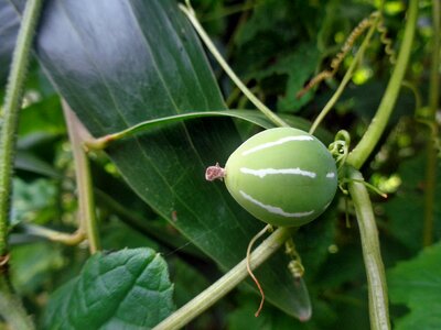 Green leaf fresh photo