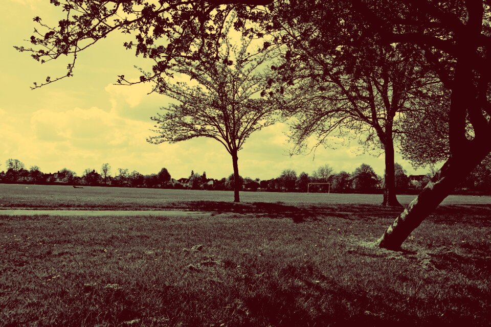 Nature landscape tree