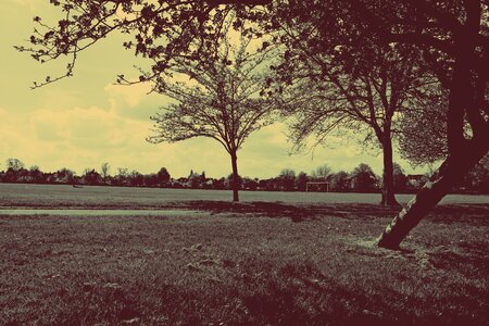 Nature landscape tree