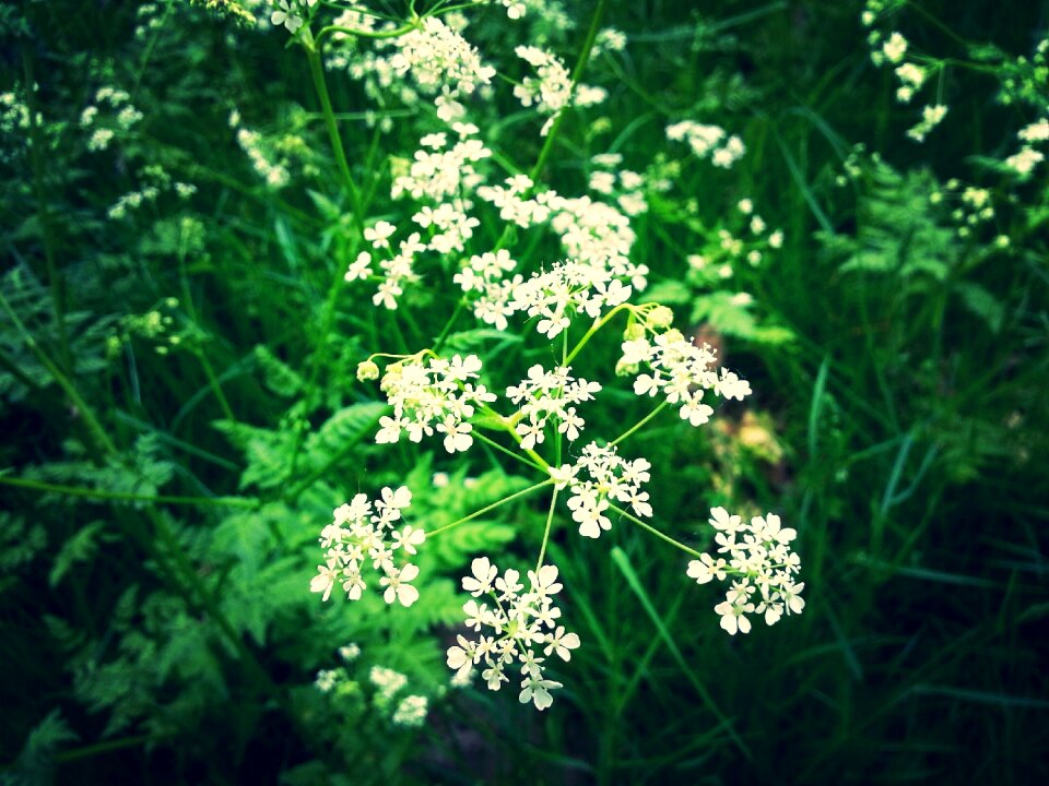 Spring summer flowers daisy photo