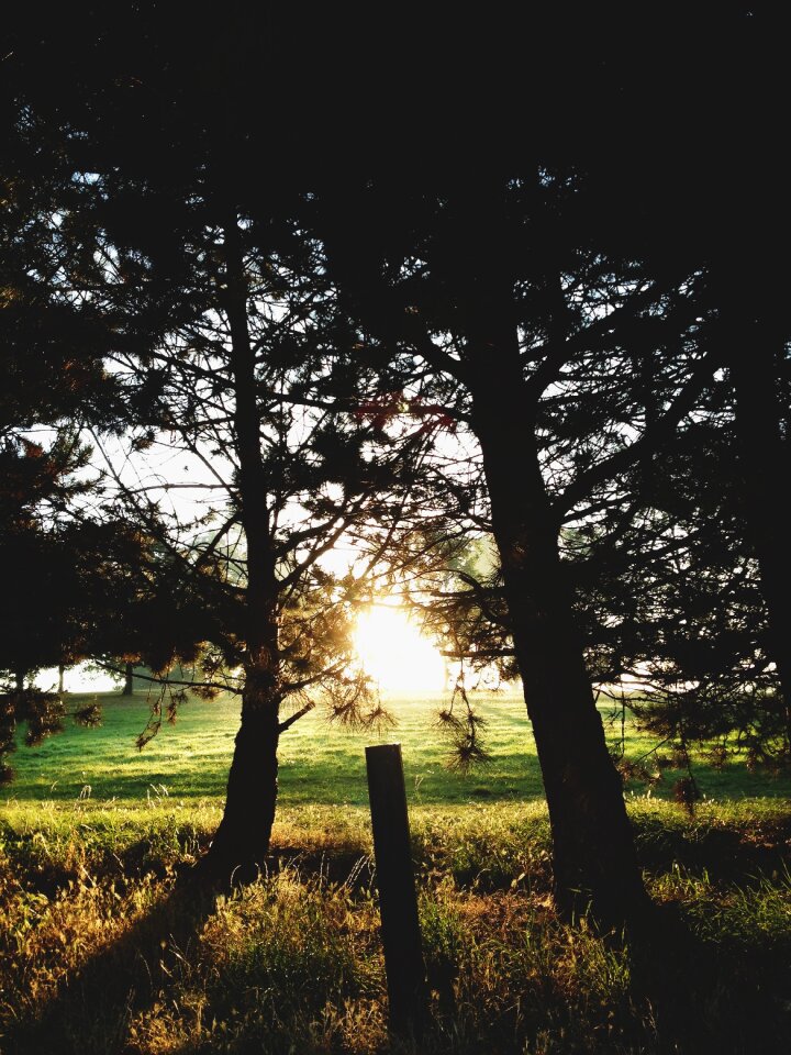 Trees sun sunny