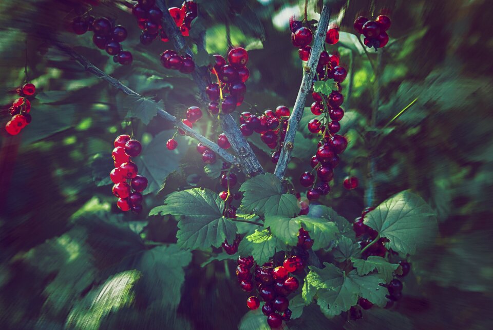 Currant nature vegetable garden
