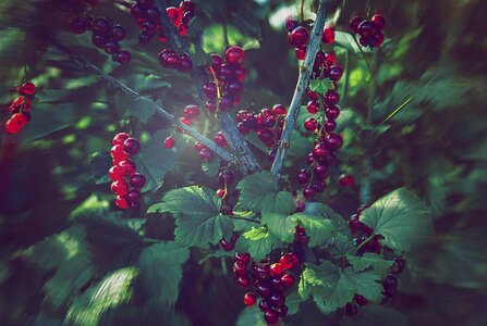 Currant nature vegetable garden