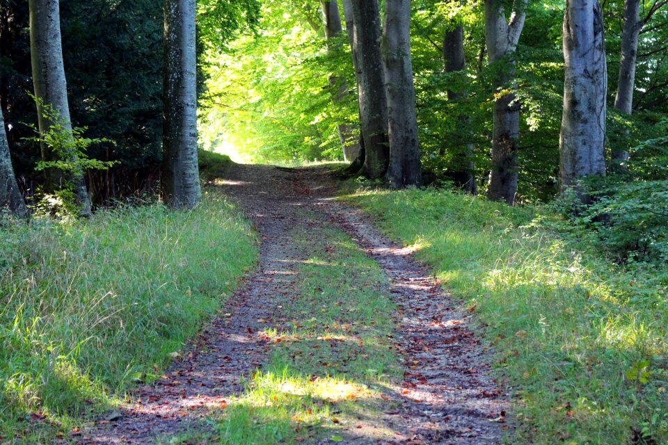 Forest path away trees