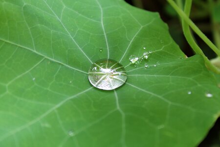 Rain green dewdrop photo