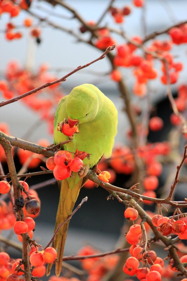 Green animals nature