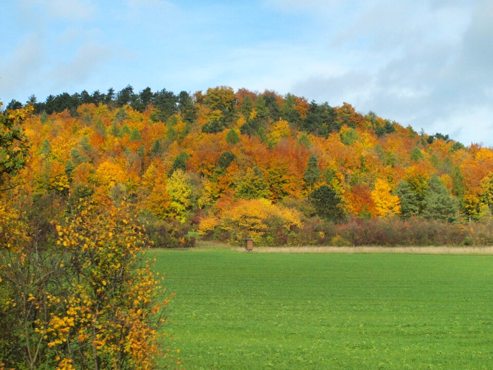 Fall foliage autumn forest wooded