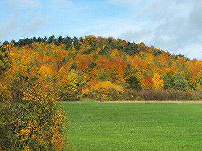 Fall foliage autumn forest wooded photo