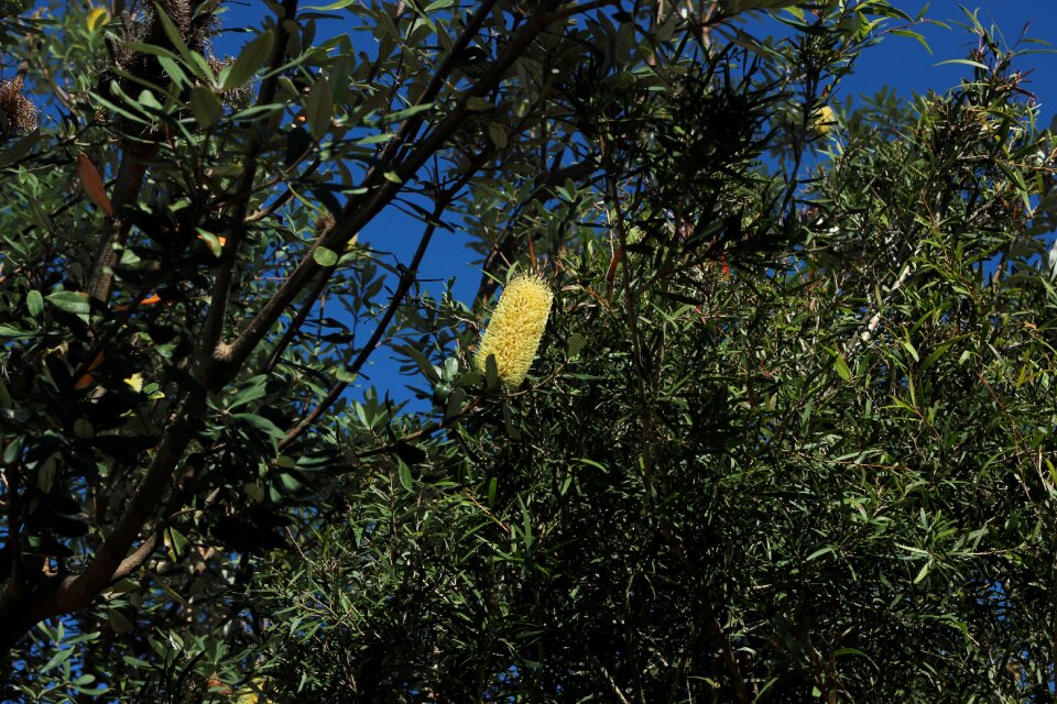 Flora foliage brisbane
