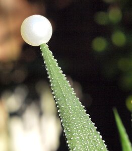 Cactus blossom white green