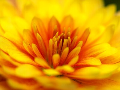 Bloom close up orange