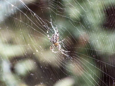 Web beetle sunrise