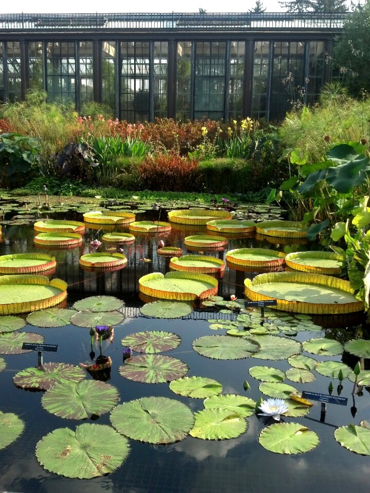 Summer aquatic botanical