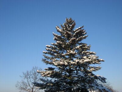 Natural wooden foliage photo