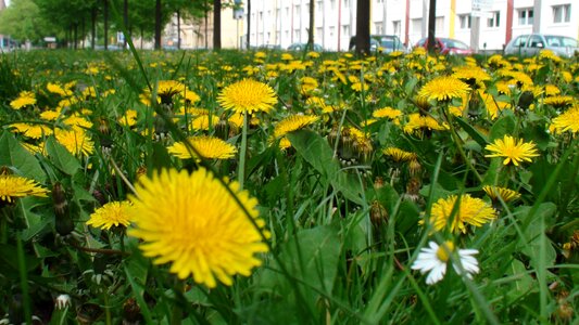 Dandelions greens yellow