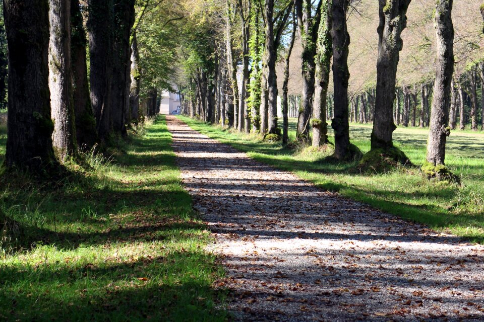 Forest path away avenue