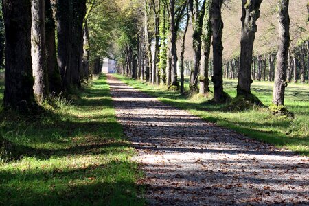 Forest path away avenue photo