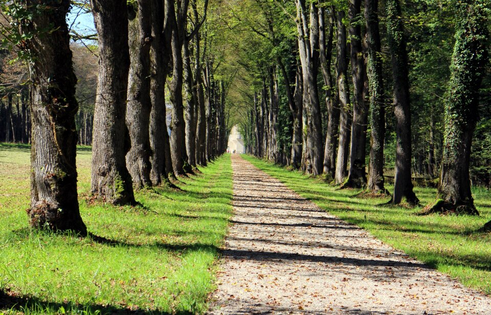 Nature forest tree lined avenue