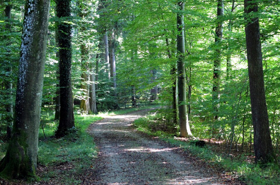 Forest path away trees