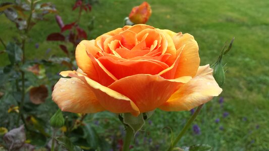 Blossom bloom rose bloom