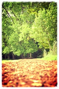 Fall park of sceaux trees