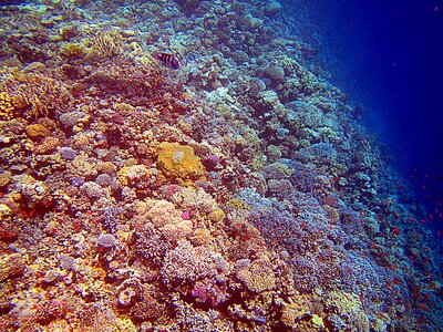Coral reef colorful diving