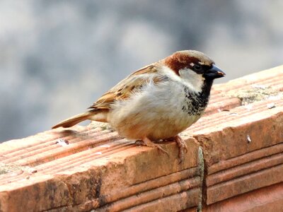 Bird sparrow bird in muro photo