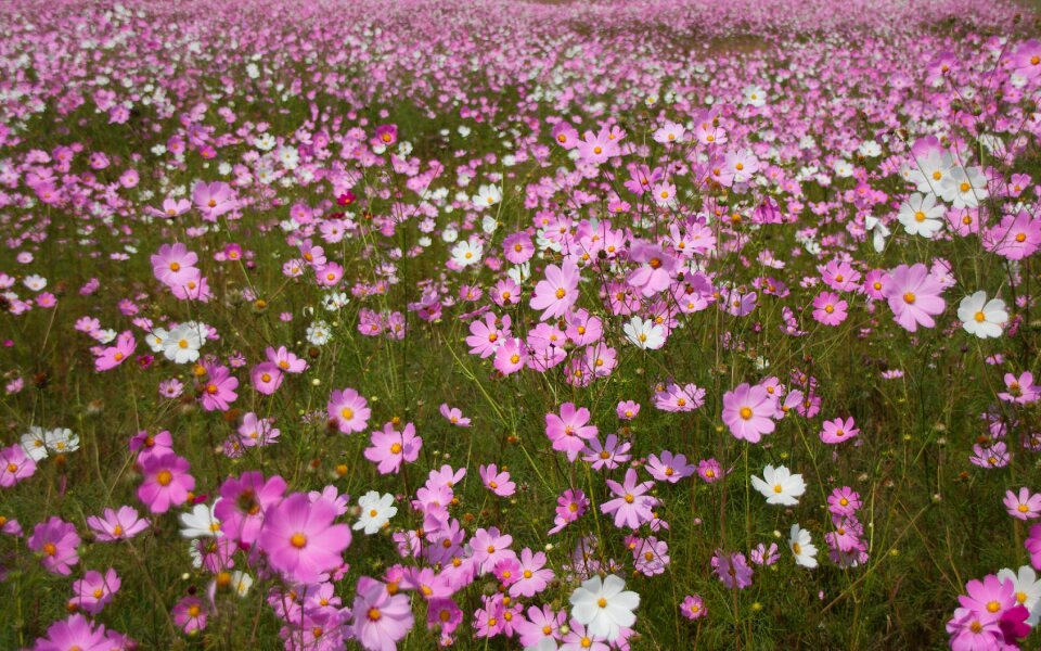 Autumn seasonal blooming flora