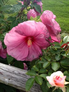 Rural farm floral