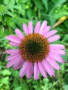 Summer flower garden