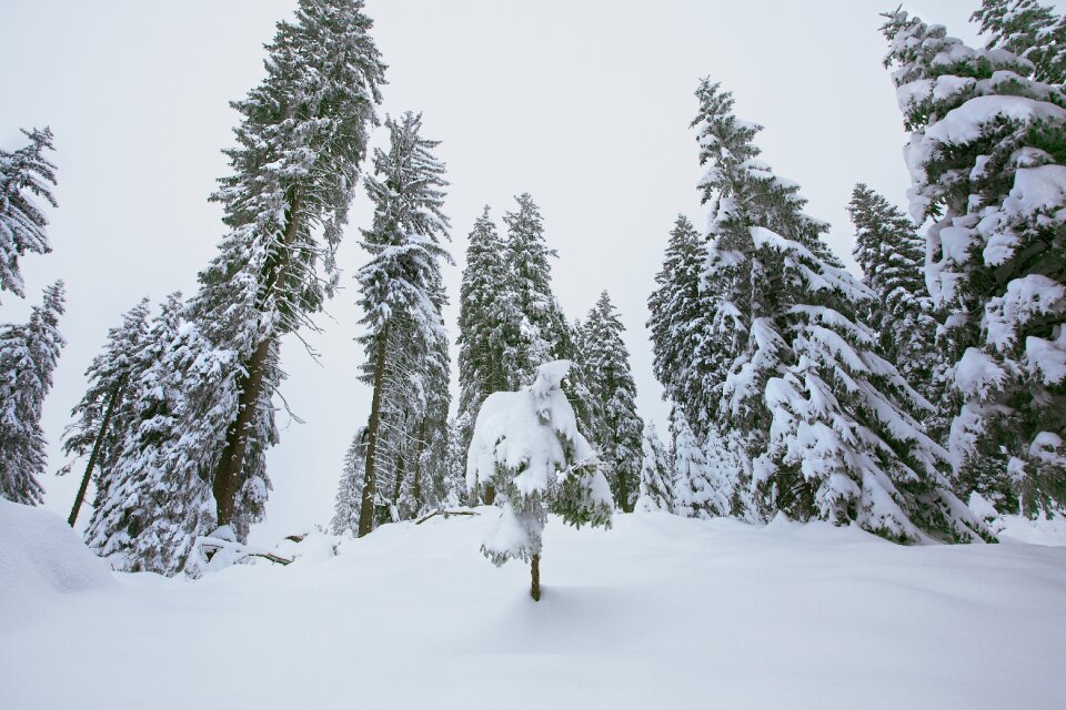 Wintry cold fir trees