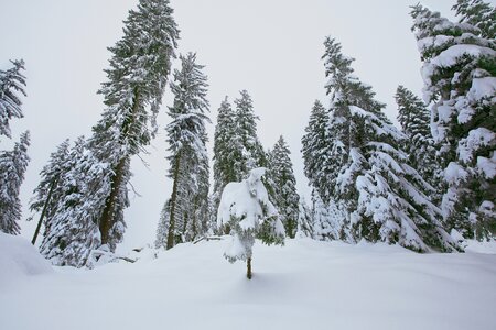 Wintry cold fir trees photo