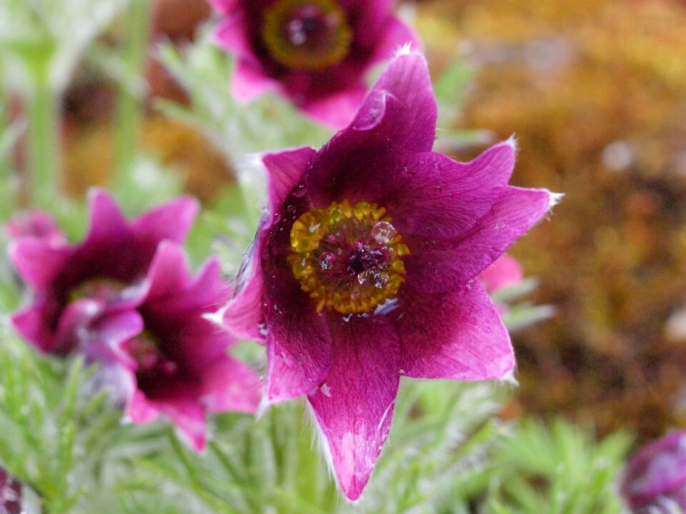 Violet spring dew