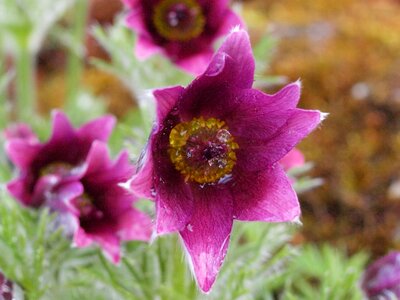 Violet spring dew
