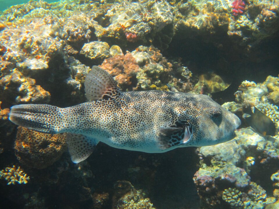 Coral diving underwater