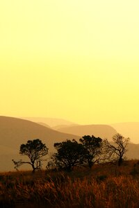Sunset yellow field photo