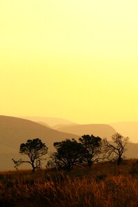 Sunset yellow field