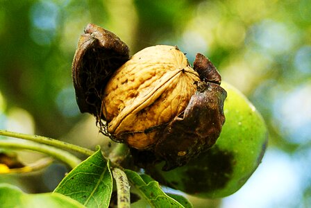 Maturity walnut garden
