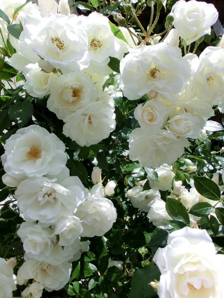 Garden plant white roses