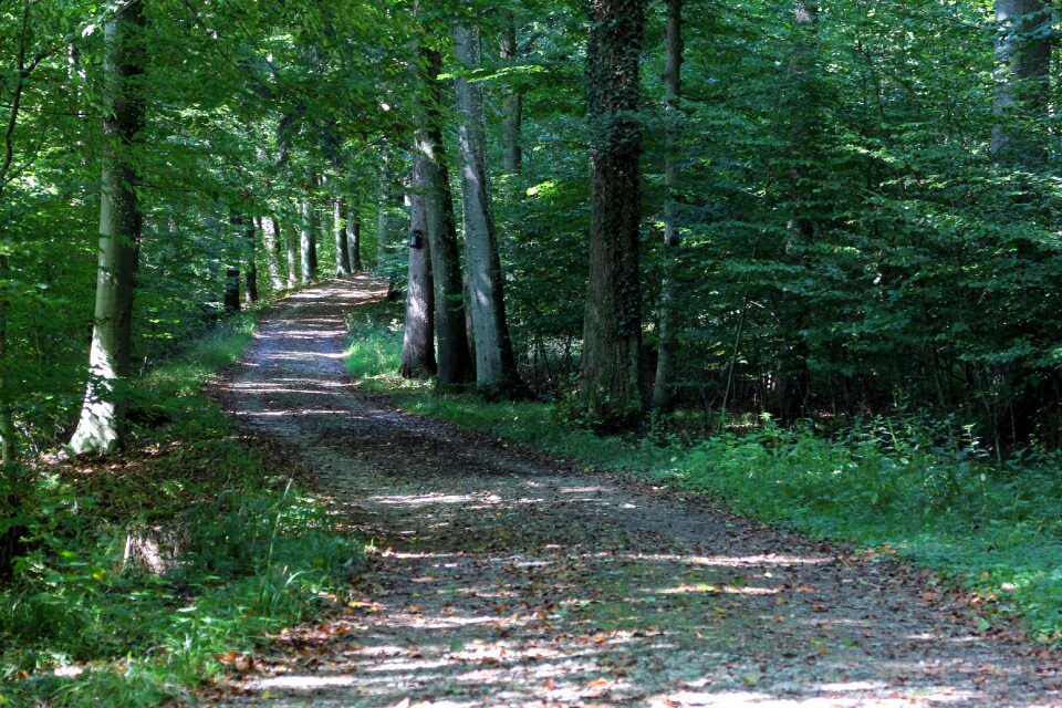 Forest path away trees