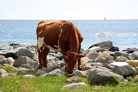 Cow summer sea