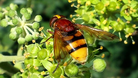 Pollination striped yellow
