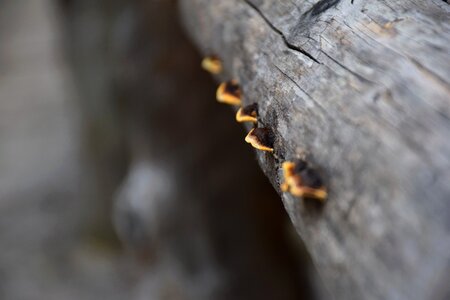 Polyp-oral tribe fruiting bodies