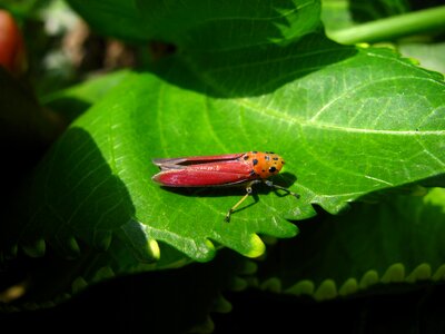 Hopper bug macro photo